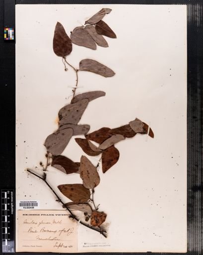 Smilax glauca