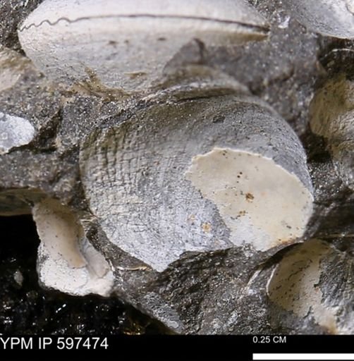 Limopsis striatopunctatus