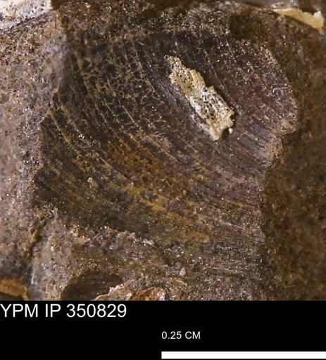 Limopsis striatopunctatus