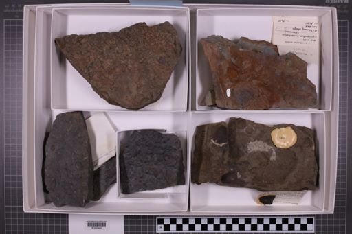 mixed taxa, stratigraphic collection