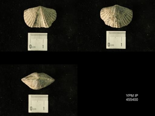 Platystrophia clarksvillensis
