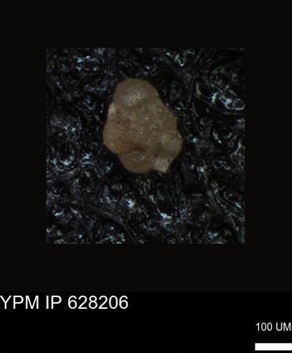 undet. Foraminiferida