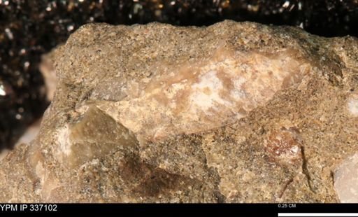undet. Mollusca