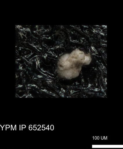 undet. Foraminiferida