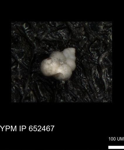 undet. Heterohelicidae
