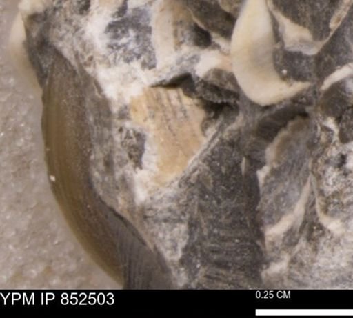 Limopsis striatopunctatus