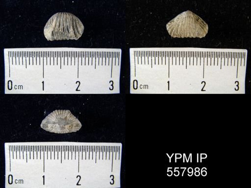Uncinuloidea