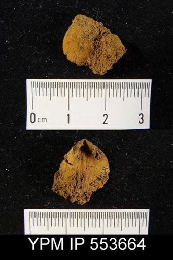undet. Orthida