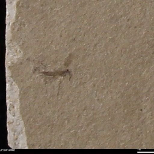 undet. Insecta