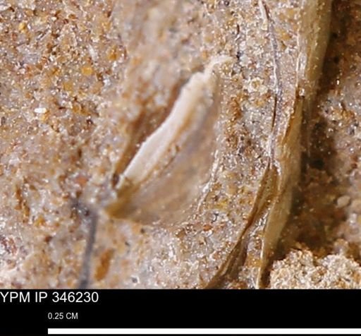 undet. Mollusca