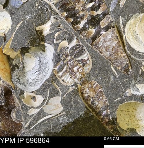 undet. Ammonoidea