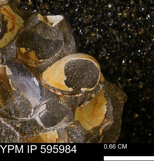 Protocardia sp.
