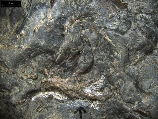 Aplocoma damesii