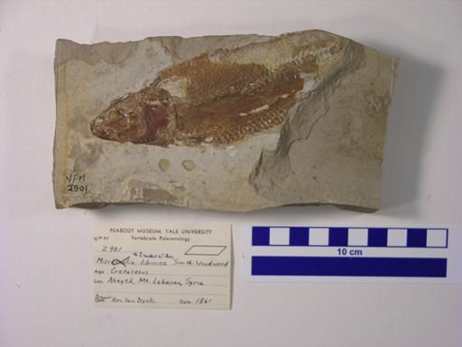 Microcoelia libinica