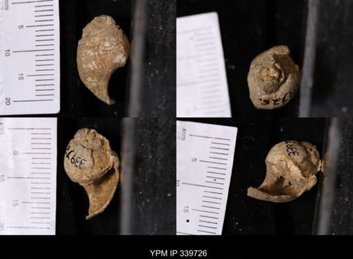 Campeloma nebrascensis nebrascensis