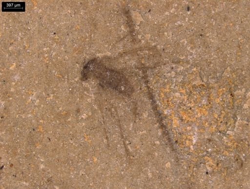 taxon undetermined