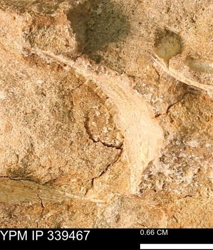 undet. Mollusca
