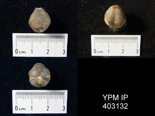 Composita trinuclea