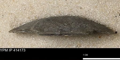 Devonochonetes mucronatus?