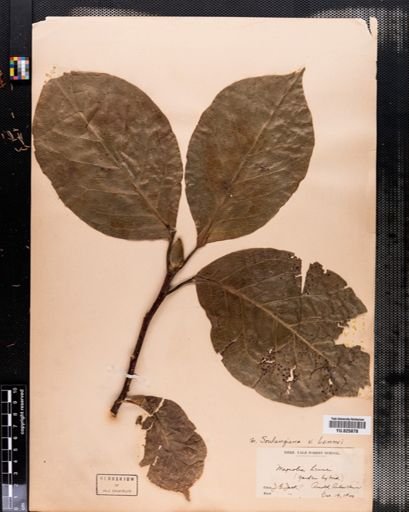 Plantae