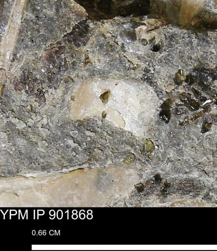 undet. Mollusca