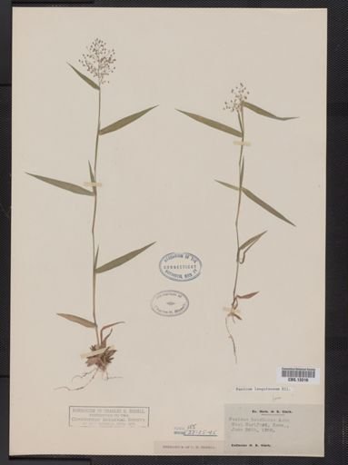 Panicum lanuginosum