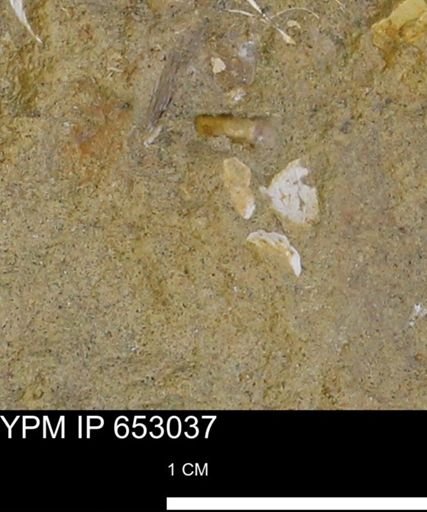 Mollusca