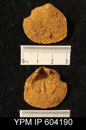 Rhipidomella assimilis