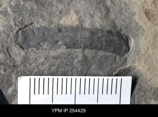 Eurypterida