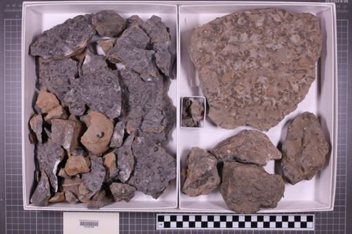 mixed taxa, stratigraphic collection