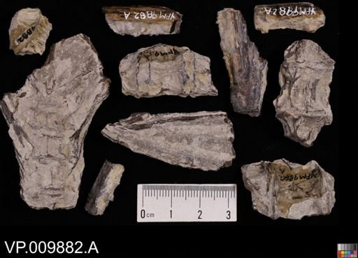 Cimolichthys?