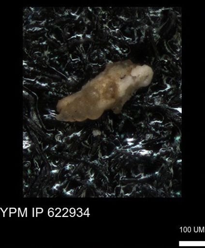 undet. Heterohelicidae