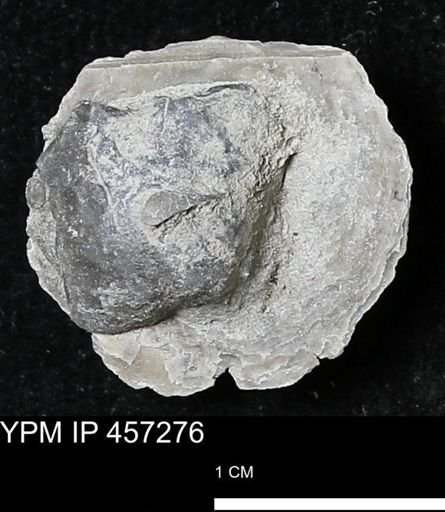 Pholidostrophia iowaensis