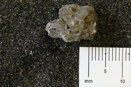 undet. Mollusca