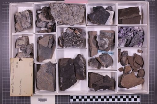 mixed taxa, stratigraphic collection