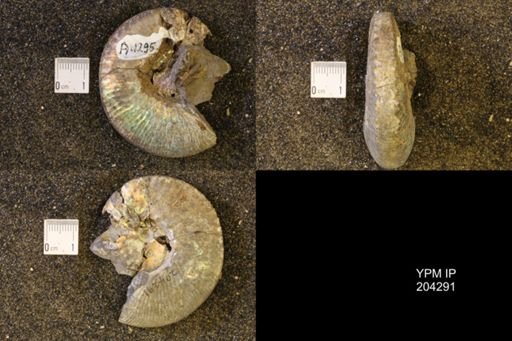 Hoploscaphites nicolletii