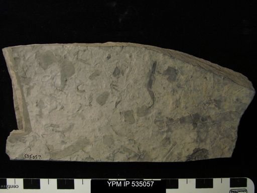 undet. Eurypterida