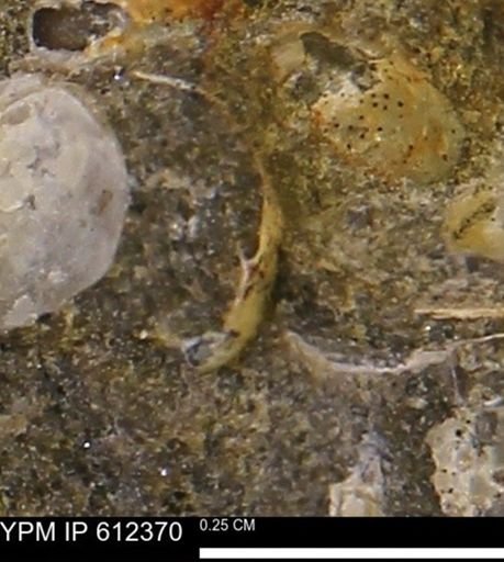 undet. Bivalvia