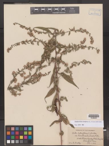 Symphyotrichum lateriflorum