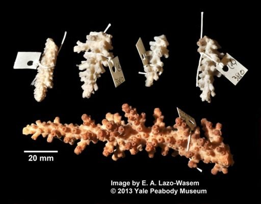 Acropora paniculata