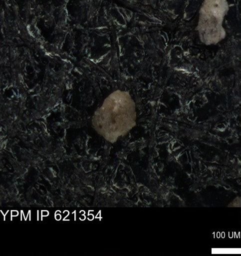undet. Foraminiferida