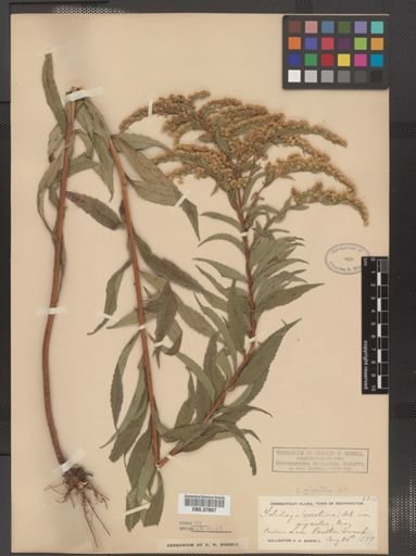 Solidago gigantea