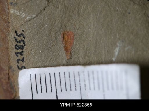 Chelicerata