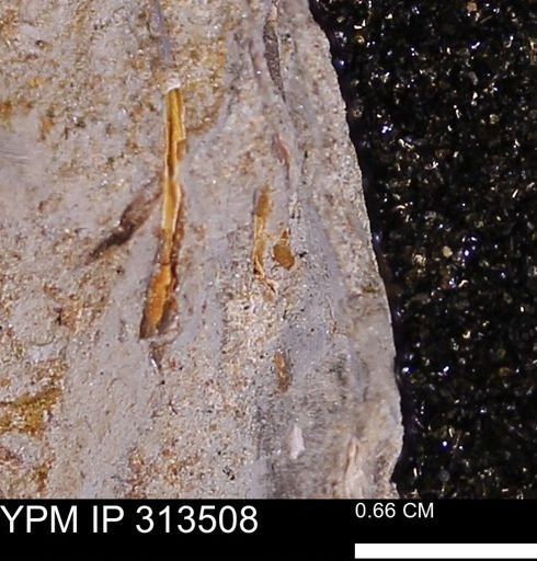 undet. Dentaliidae