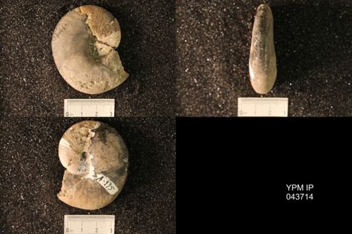 Hoploscaphites nicolletii