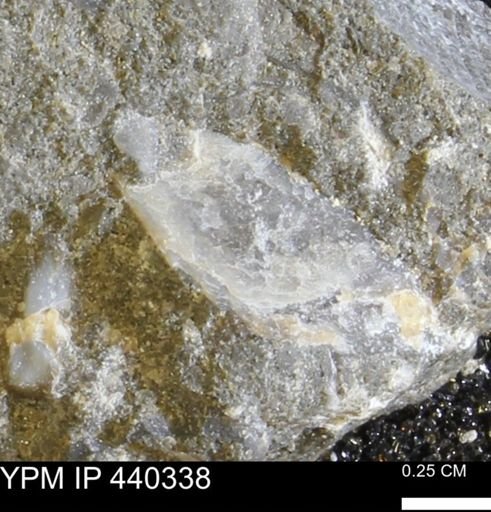 undet. Ostreidae