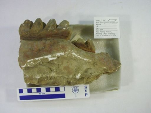 Tetralophodon punjabiensis