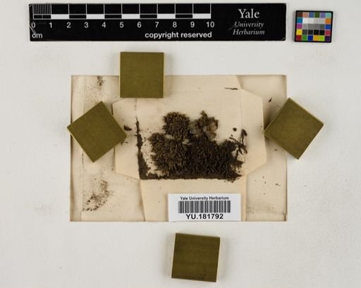 Plantae