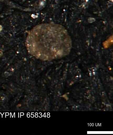 Spirolocammina subcircularis