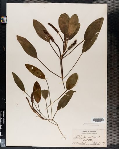 Potamogeton natans
